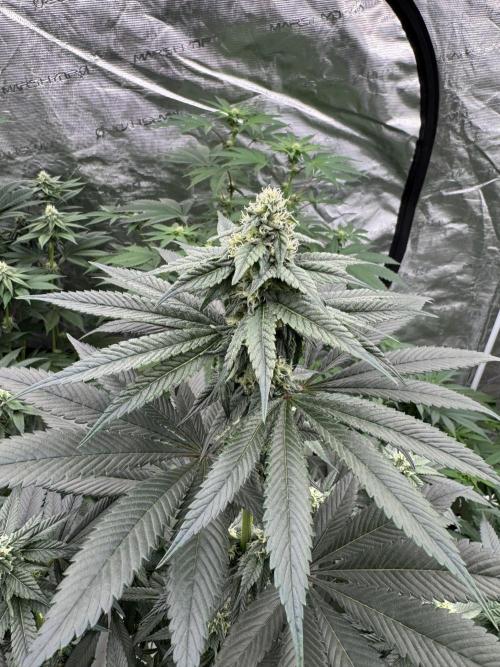 Gas Station ⛽️. Week 10