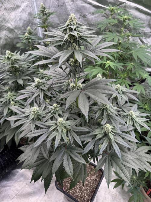 Gas Station ⛽️. Week 10