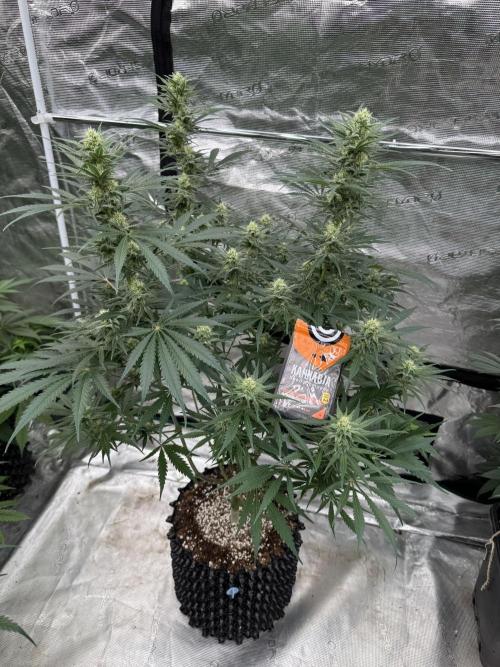 Sherbet Season 🌈. Week 10