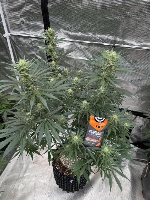 Sherbet Season 🌈. Week 10