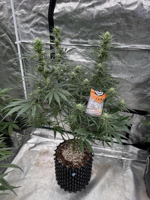 Sherbet Season 🌈. Week 10