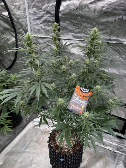 Sherbet Season 🌈. Week 10