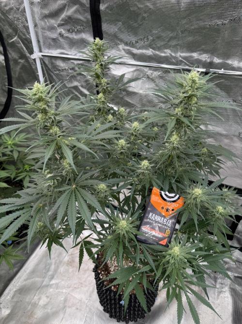 Sherbet Season 🌈. Week 10