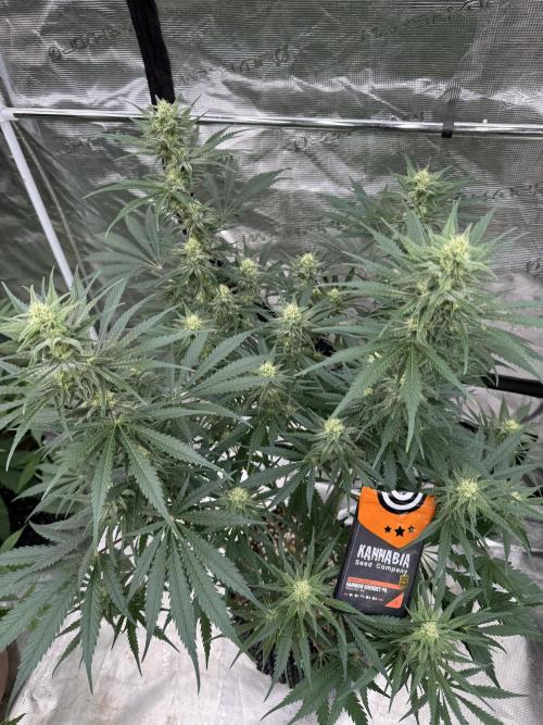 Sherbet Season 🌈. Week 10