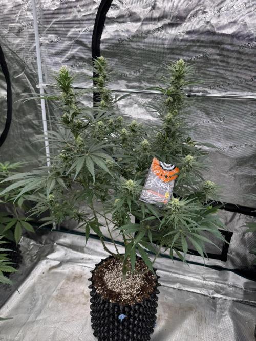 Sherbet Season 🌈. Week 10
