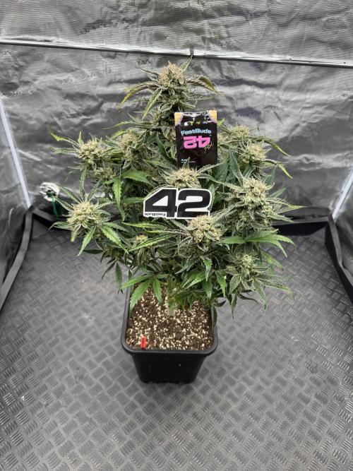 Sweet Crust 🥧. Week 9