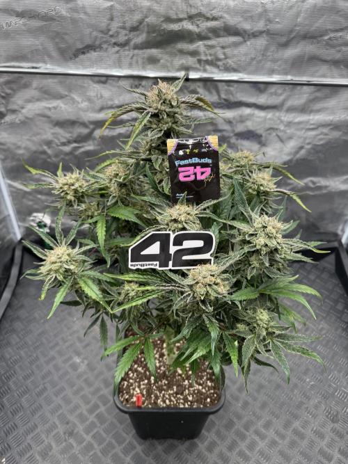 Sweet Crust 🥧. Week 9