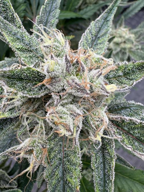 Sweet Crust 🥧. Week 9