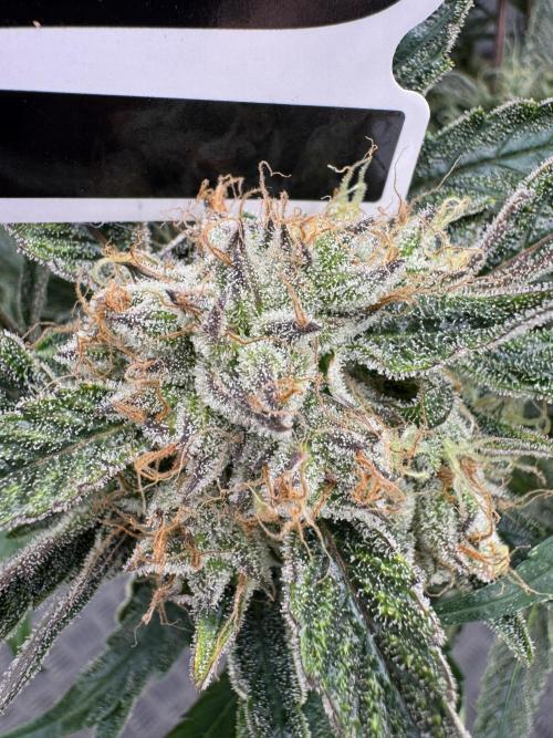Sweet Crust 🥧. Week 9