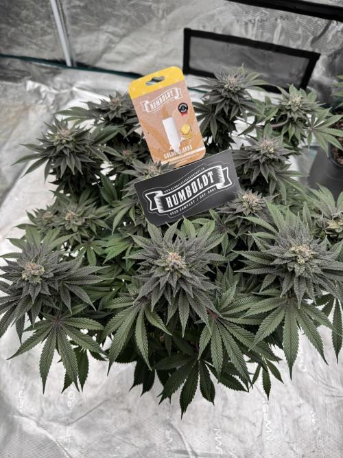 Golden sands 🏜️. Week 15