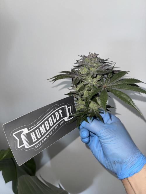 Golden sands 🏜️. Week 15