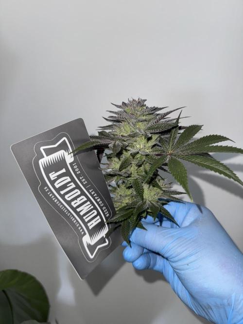 Golden sands 🏜️. Week 15