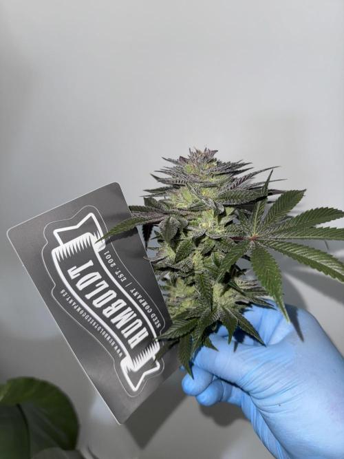 Golden sands 🏜️. Week 15