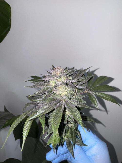Golden sands 🏜️. Week 15