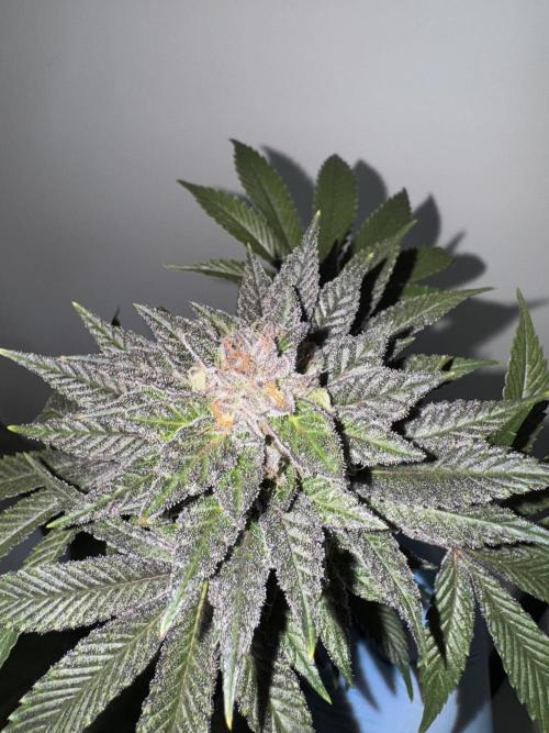 Golden sands 🏜️. Week 15