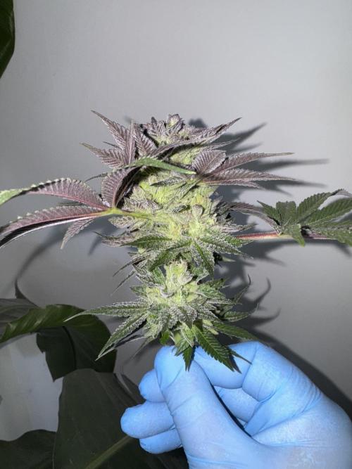 Grow Tent 150x150x200cm (5'x5'x6.5'). Week 15