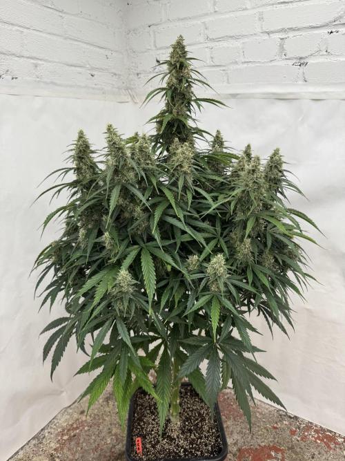 Orange Zest 🍊🍸. Week 11