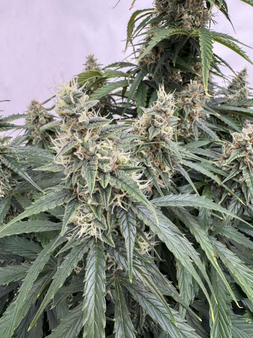 Orange Zest 🍊🍸. Week 11