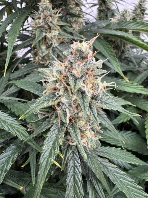 Orange Zest 🍊🍸. Week 11