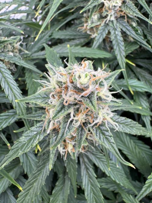Orange Zest 🍊🍸. Week 11