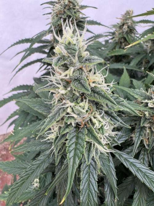 Orange Zest 🍊🍸. Week 11