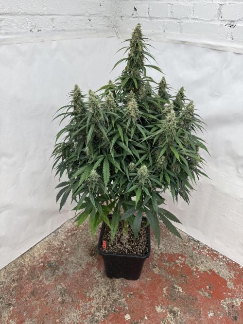 Orange Zest 🍊🍸. Week 11
