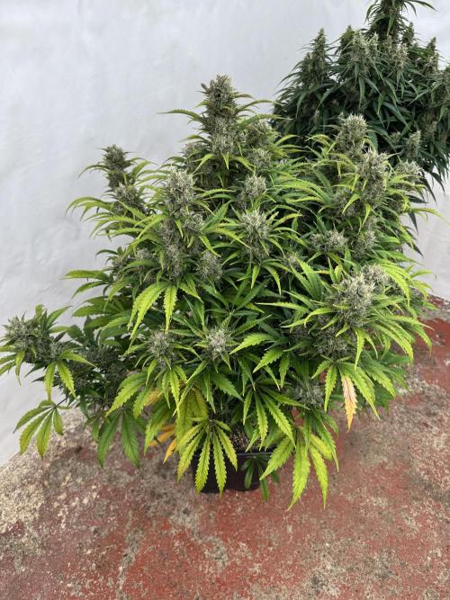 Glue Mode . Week 11