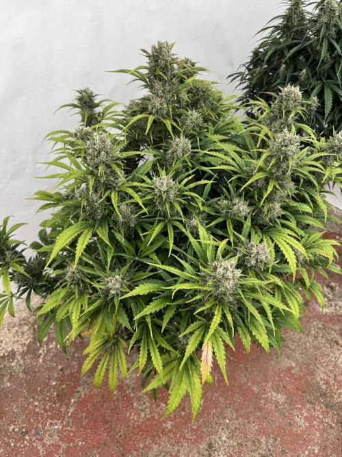 Glue Mode . Week 11