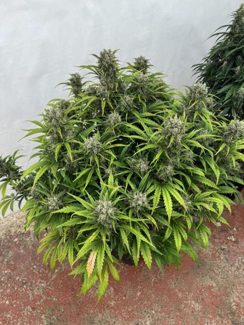Glue Mode . Week 11