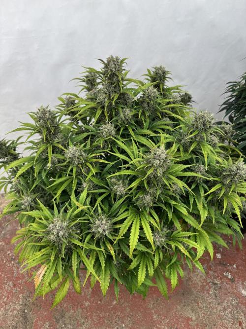 Glue Mode . Week 11