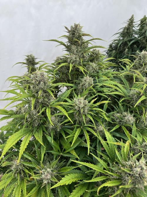 Glue Mode . Week 11