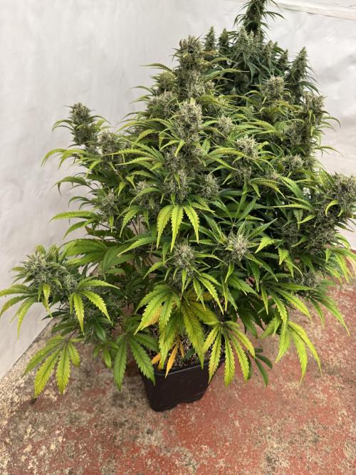 Gorilla Auto. Week 11