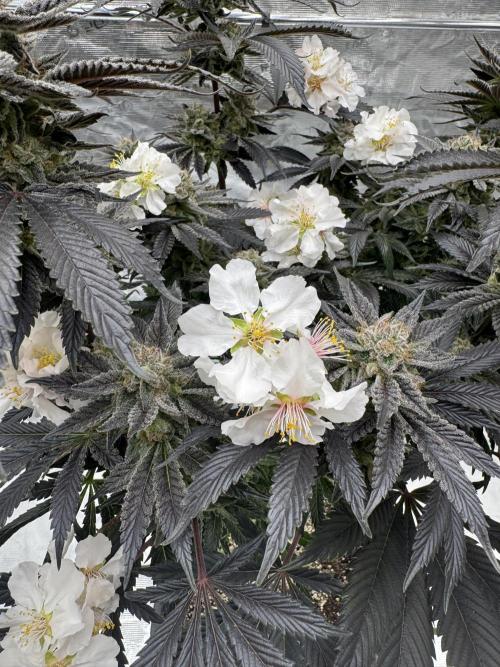 Tropical duo 🏝️. Week 15