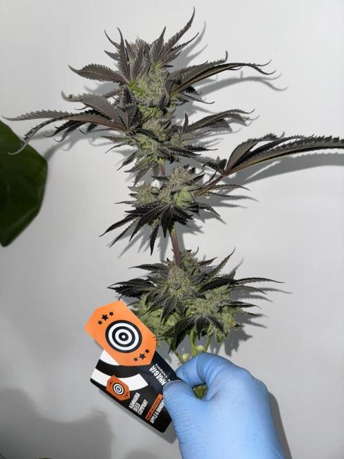 Tropical duo 🏝️. Week 15