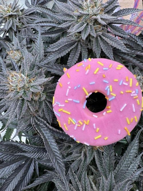 Doughnut Time 🍩. Week 15