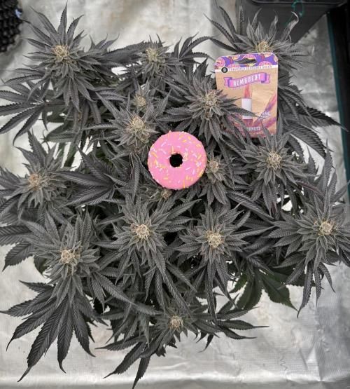 Doughnut Time 🍩. Week 15