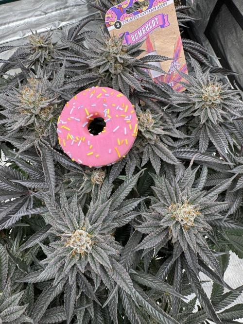 Doughnut Time 🍩. Week 15