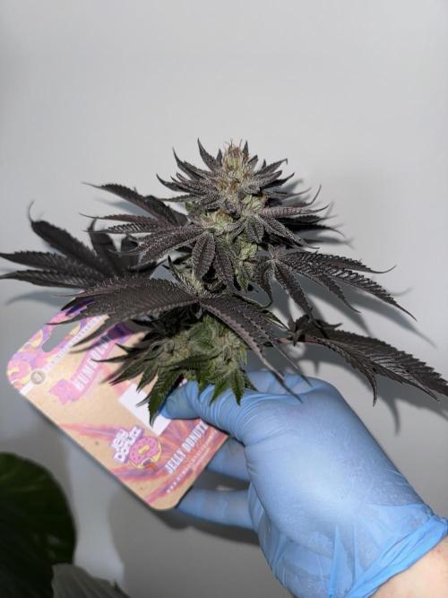 Doughnut Time 🍩. Week 15