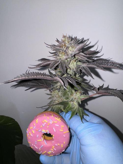 Doughnut Time 🍩. Week 15