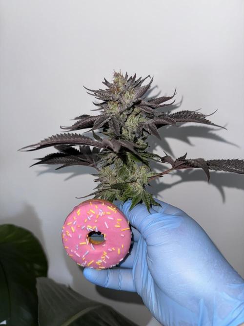 Doughnut Time 🍩. Week 15