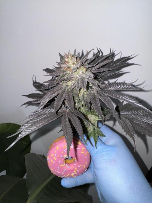 Doughnut Time 🍩. Week 15