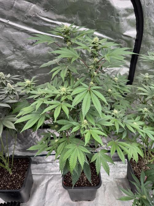 Acai x Black Cherry Funk. Week 11