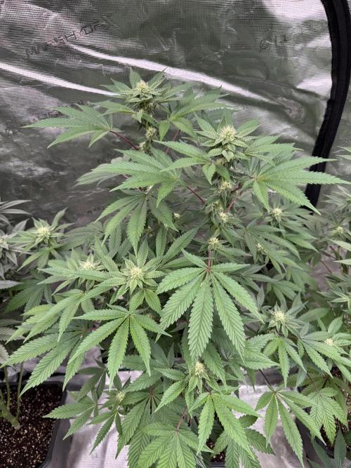 Acai x Black Cherry Funk. Week 11