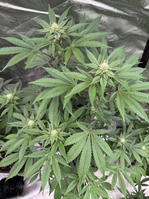 Acai x Black Cherry Funk. Week 11