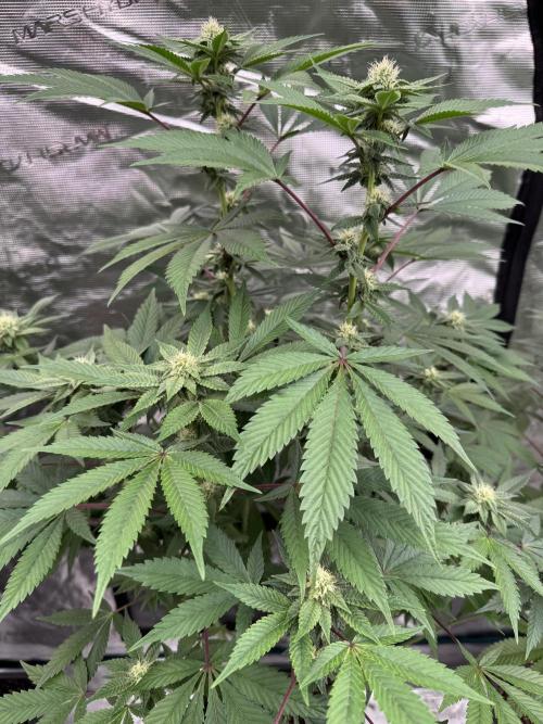 Acai x Black Cherry Funk. Week 11