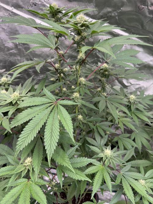 Acai x Black Cherry Funk. Week 11