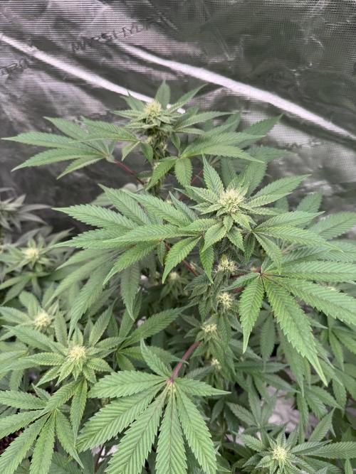 Acai x Black Cherry Funk. Week 11