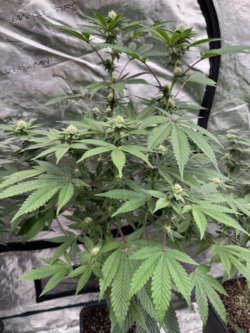 Acai x Black Cherry Funk. Week 11