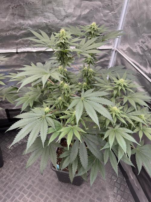 Old School 😶‍🌫️. Week 11