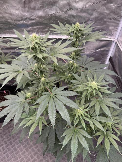 Old School 😶‍🌫️. Week 11